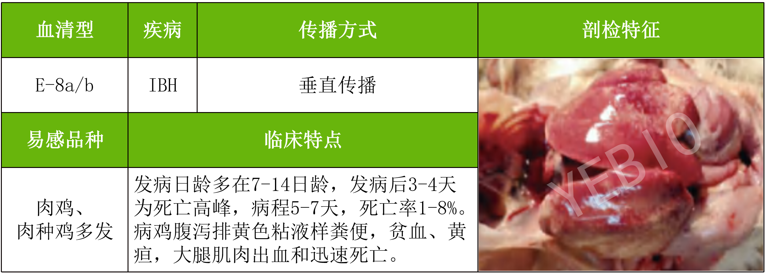 禽腺病毒的流行特点与发展趋势