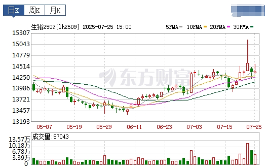 2025.07.26 今天猪价行情分析