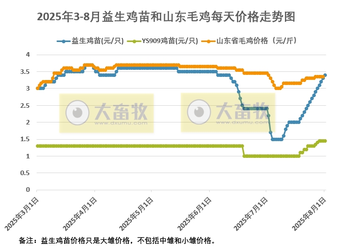 2025年8月1日鸡苗和毛鸡行情资讯，连续14天上涨