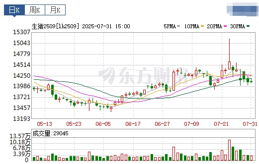 2025.08.01 今天猪价行情分析——大幅度上涨