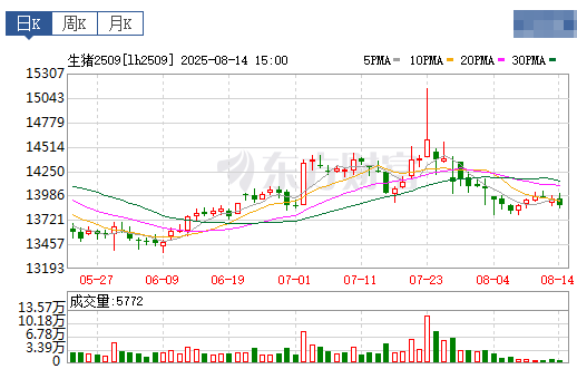 2025.08.15 今天猪价行情分析