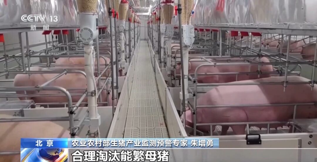 “二师兄”的身价要稳住,猪企开始给猪“减肥”了