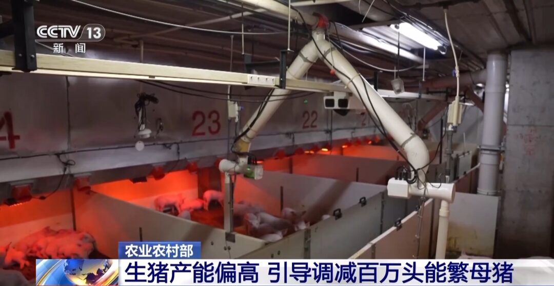 “二师兄”的身价要稳住,猪企开始给猪“减肥”了