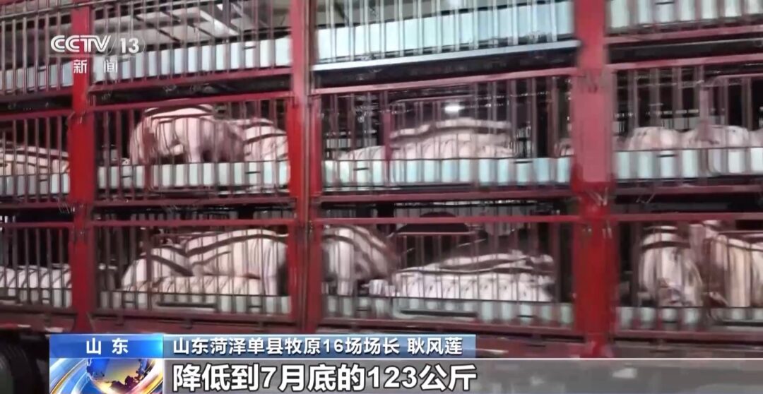 “二师兄”的身价要稳住,猪企开始给猪“减肥”了