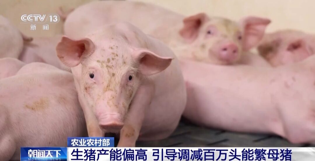 “二师兄”的身价要稳住，猪企开始给猪“减肥”了