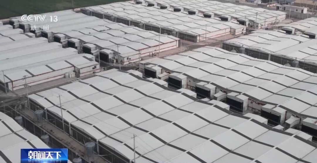 “二师兄”的身价要稳住,猪企开始给猪“减肥”了