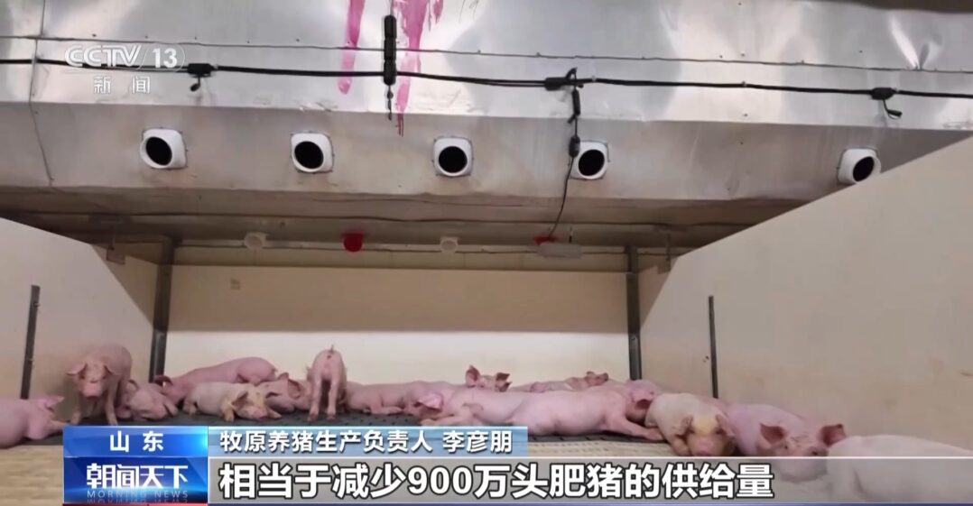 “二师兄”的身价要稳住,猪企开始给猪“减肥”了