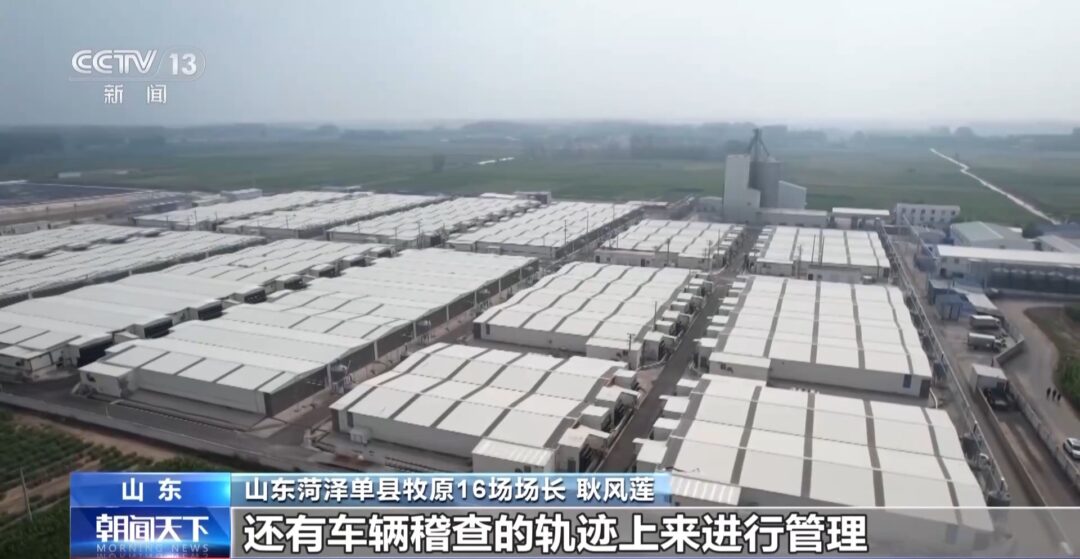 “二师兄”的身价要稳住,猪企开始给猪“减肥”了