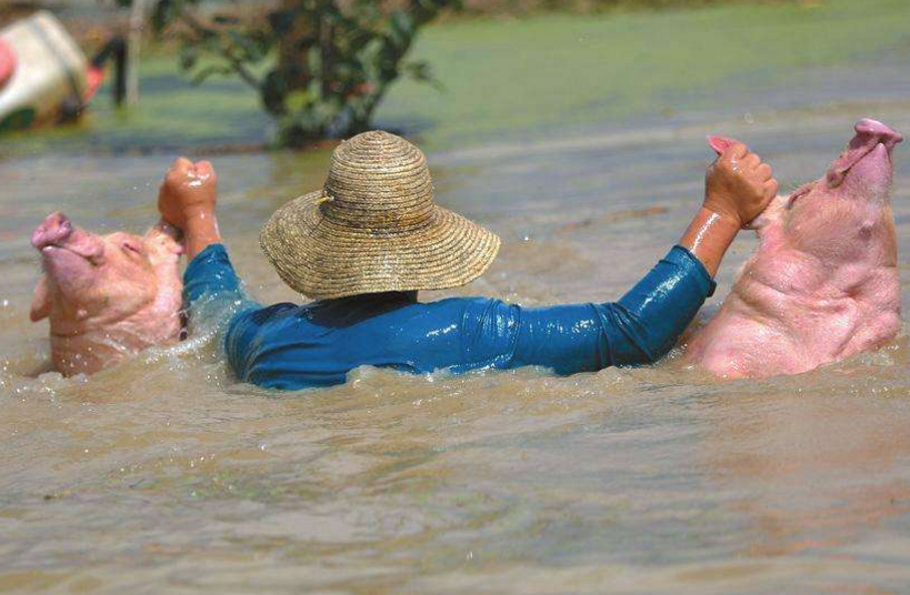 640-22 年度超强台风 “桦加沙”来袭!猪价低迷期,养猪户必看防护措施,可减少损失