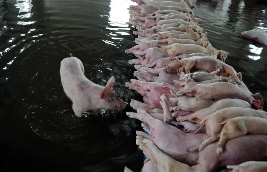 640-23 年度超强台风 “桦加沙”来袭!猪价低迷期,养猪户必看防护措施,可减少损失