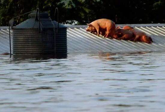 640-8 年度超强台风 “桦加沙”来袭!猪价低迷期,养猪户必看防护措施,可减少损失