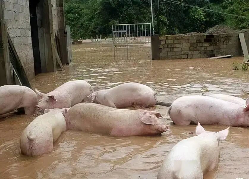 640-9 年度超强台风 “桦加沙”来袭!猪价低迷期,养猪户必看防护措施,可减少损失