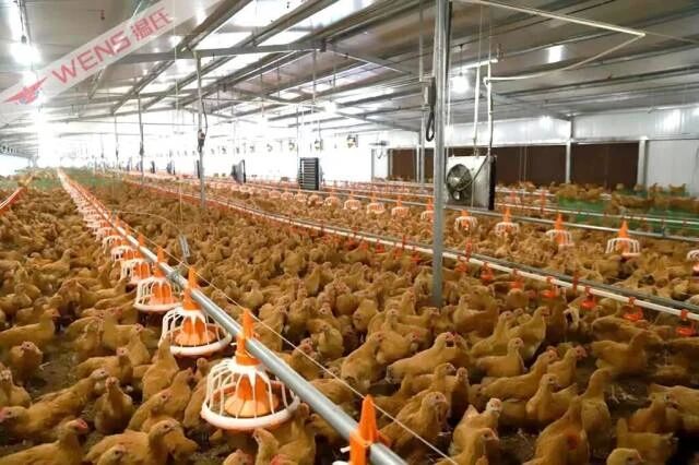 温氏AI兽医“上岗” ，从“经验养殖”到“AI养殖”