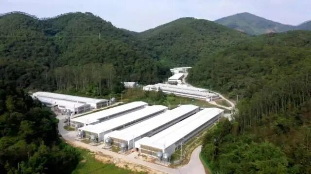 温氏AI兽医“上岗” ，从“经验养殖”到“AI养殖”