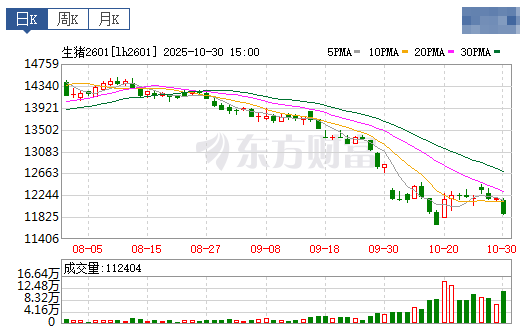 2025.10.31今天猪价行情分析