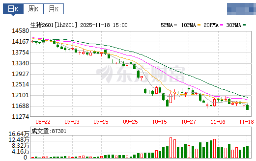 2025.11.19今天猪价行情分析