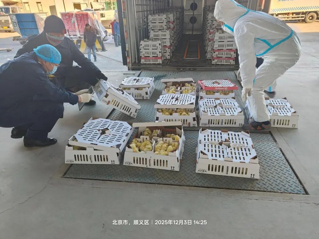 益生股份再度引进法国种源，今年累计引种量已达25.4万套，占据全国祖代肉种鸡引种总量的46%