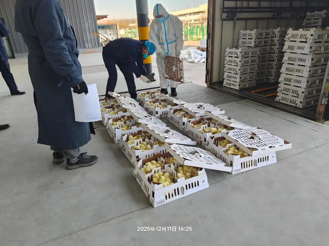 益生股份2025年引种圆满收官,累计引种量26.6万套,占全国祖代肉种鸡引种总量的46%