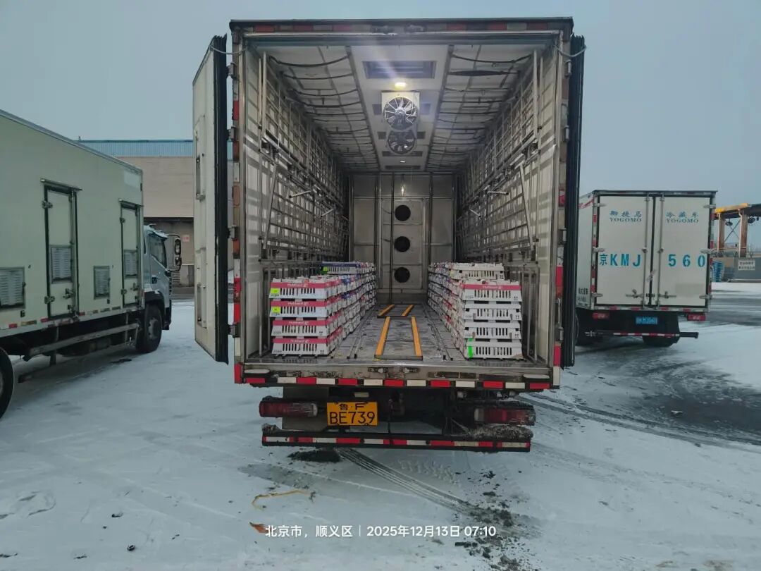 益生股份2025年引种圆满收官,累计引种量26.6万套,占全国祖代肉种鸡引种总量的46%