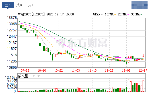 2025.12.18今天猪价行情分析