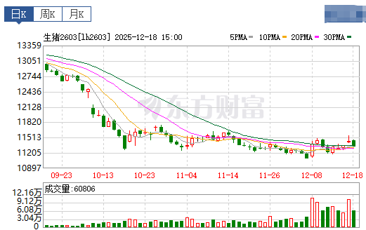 2025.12.19今天猪价行情分析