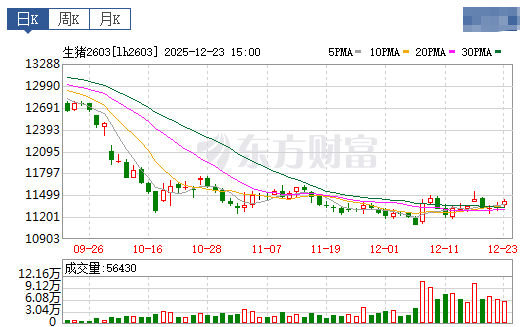 2025.12.24今天猪价行情分析