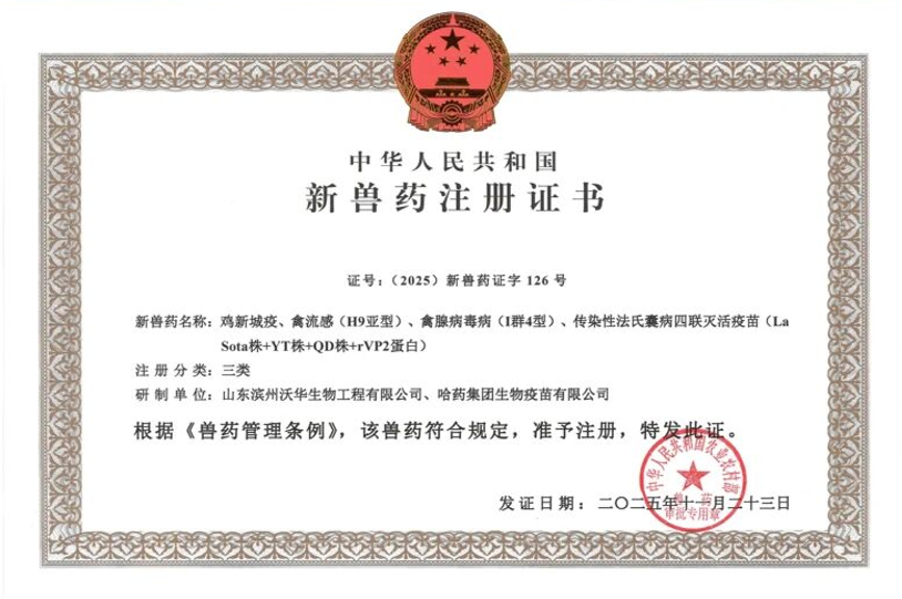 【新兽药】新流腺法——鸡新城疫、禽流感（H9亚型）、禽腺病毒病（I群4型）、传染性法氏囊病四联灭活疫苗（La Sota株+YT株+QD株+rVP2蛋白）