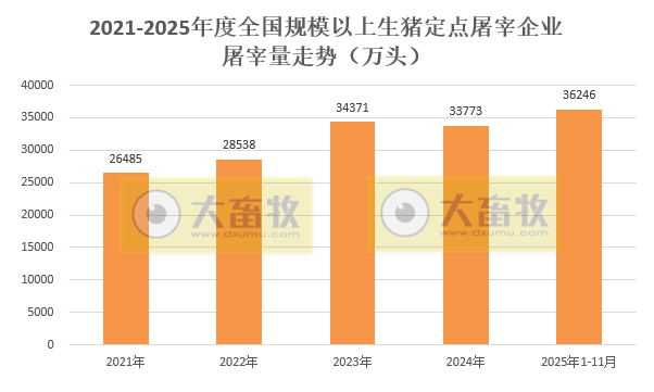 年内最高——2025年11月全国生猪定点屠宰企业的屠宰量情况
