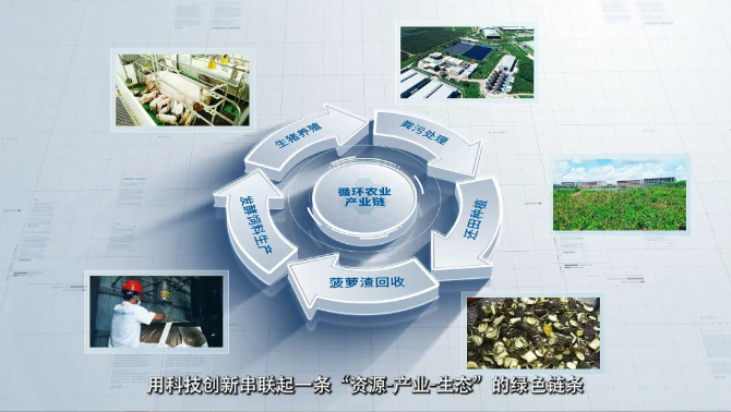 京基智农“菠萝香猪”变废为宝,智能养殖塑造现代农业新范式