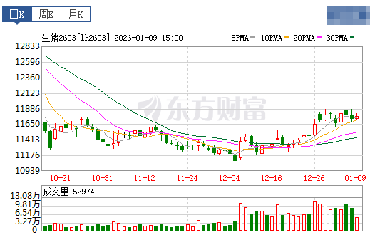 2026.01.10今天猪价行情分析