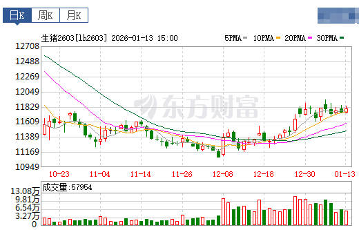 2026.01.14今天猪价行情分析