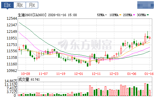 2026.01.17今天猪价行情分析