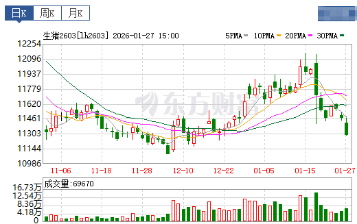 2026.01.28今天猪价行情分析