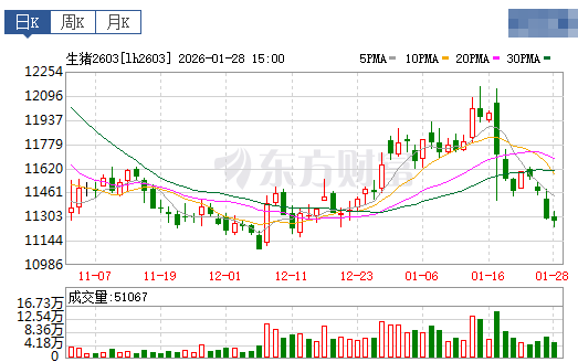 2026.01.29今天猪价行情分析
