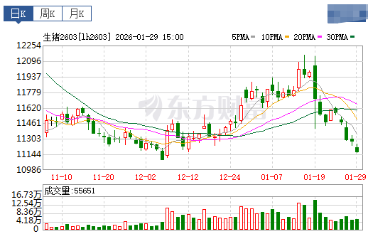 2026.01.30今天猪价行情分析