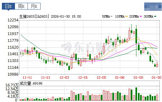 2026.01.31今天猪价行情分析