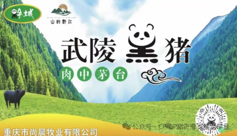 探秘！重庆千人刨猪汤，为啥堪比茅台香？央视报道武陵黑，天理良心好榜样！