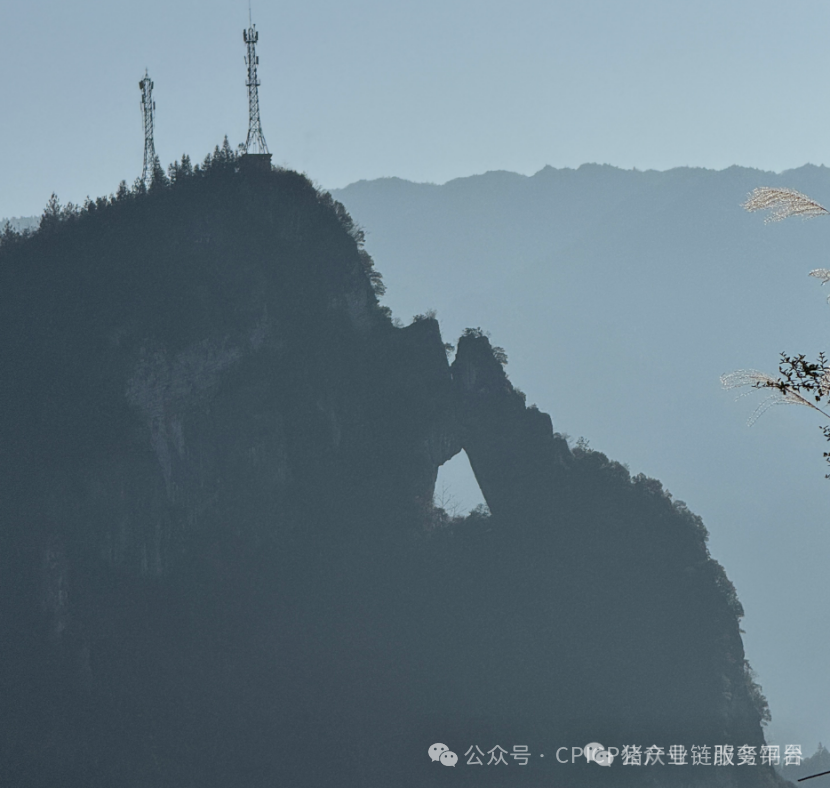 探秘！重庆千人刨猪汤，为啥堪比茅台香？央视报道武陵黑，天理良心好榜样！