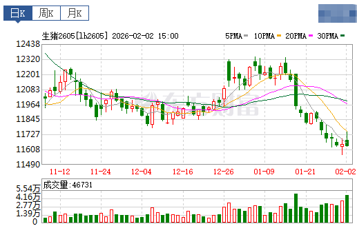 2026.02.03今天猪价行情分析