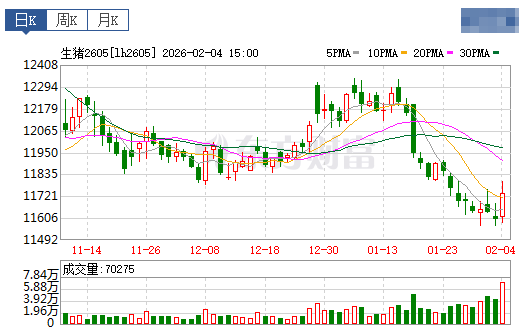 2026.02.05今天猪价行情分析