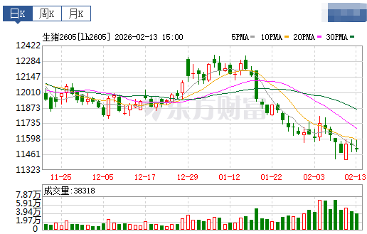 2026.02.14今天猪价行情分析