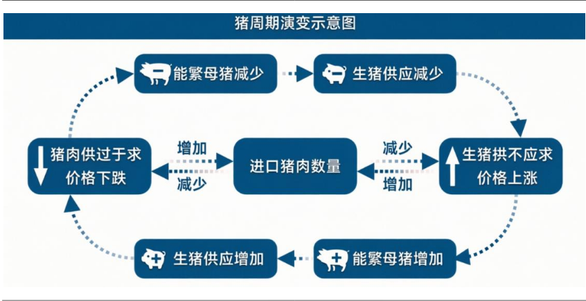 猪价创七年新低！本轮猪周期走到哪儿了，拐点或何时出现？机构一致认为产能去化将加速